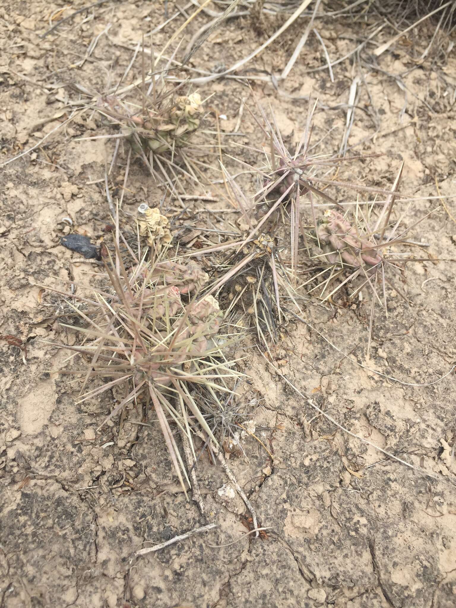 Image of thistle cholla