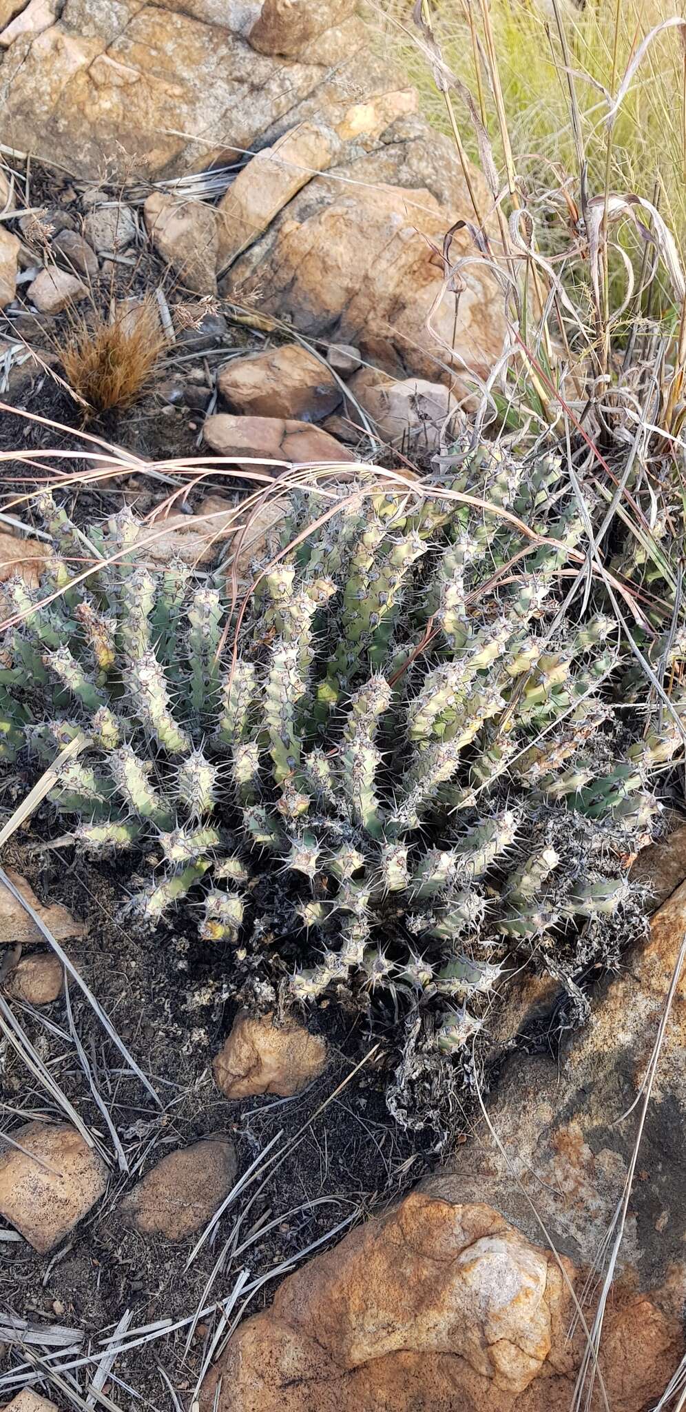 Image of Euphorbia schinzii Pax