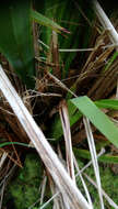 Image of Dianella latissima Heenan & de Lange