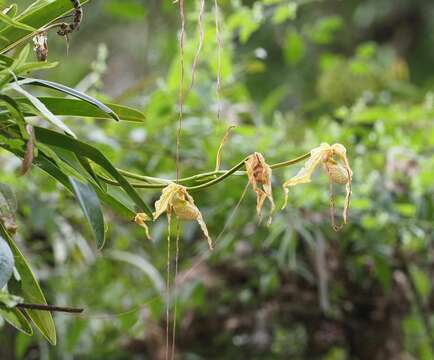 Image de Phragmipedium caudatum (Lindl.) Rolfe