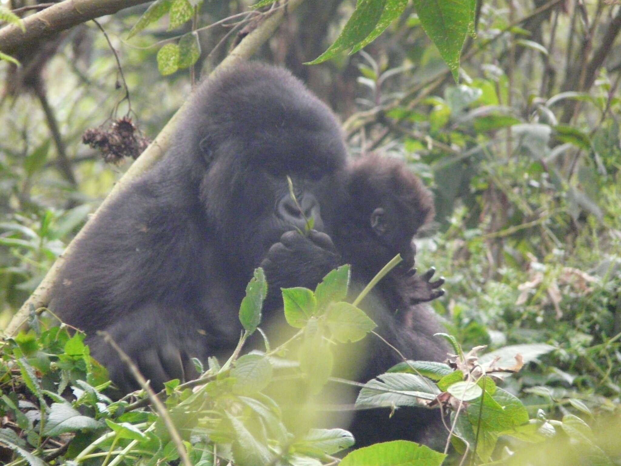 Sivun Gorilla beringei beringei Matschie 1903 kuva