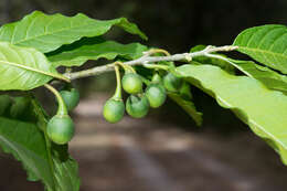 Solanum nigricans Mart. & Gal.的圖片