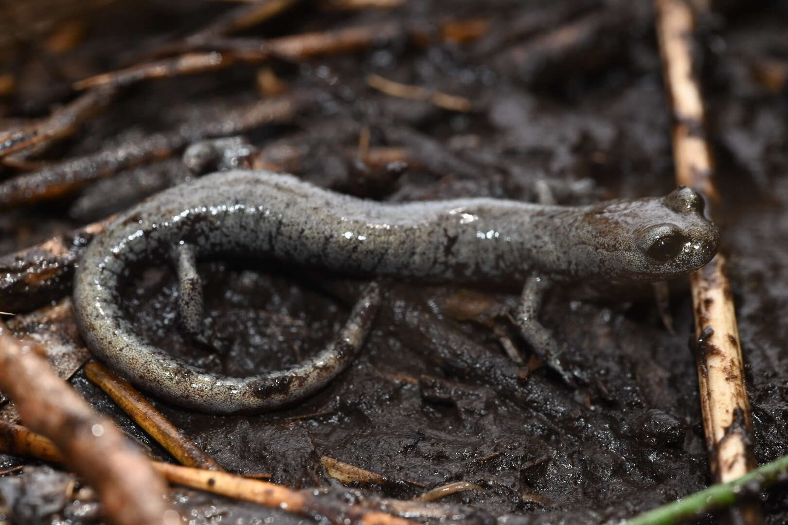 Image of Inyo Mountains Salamander