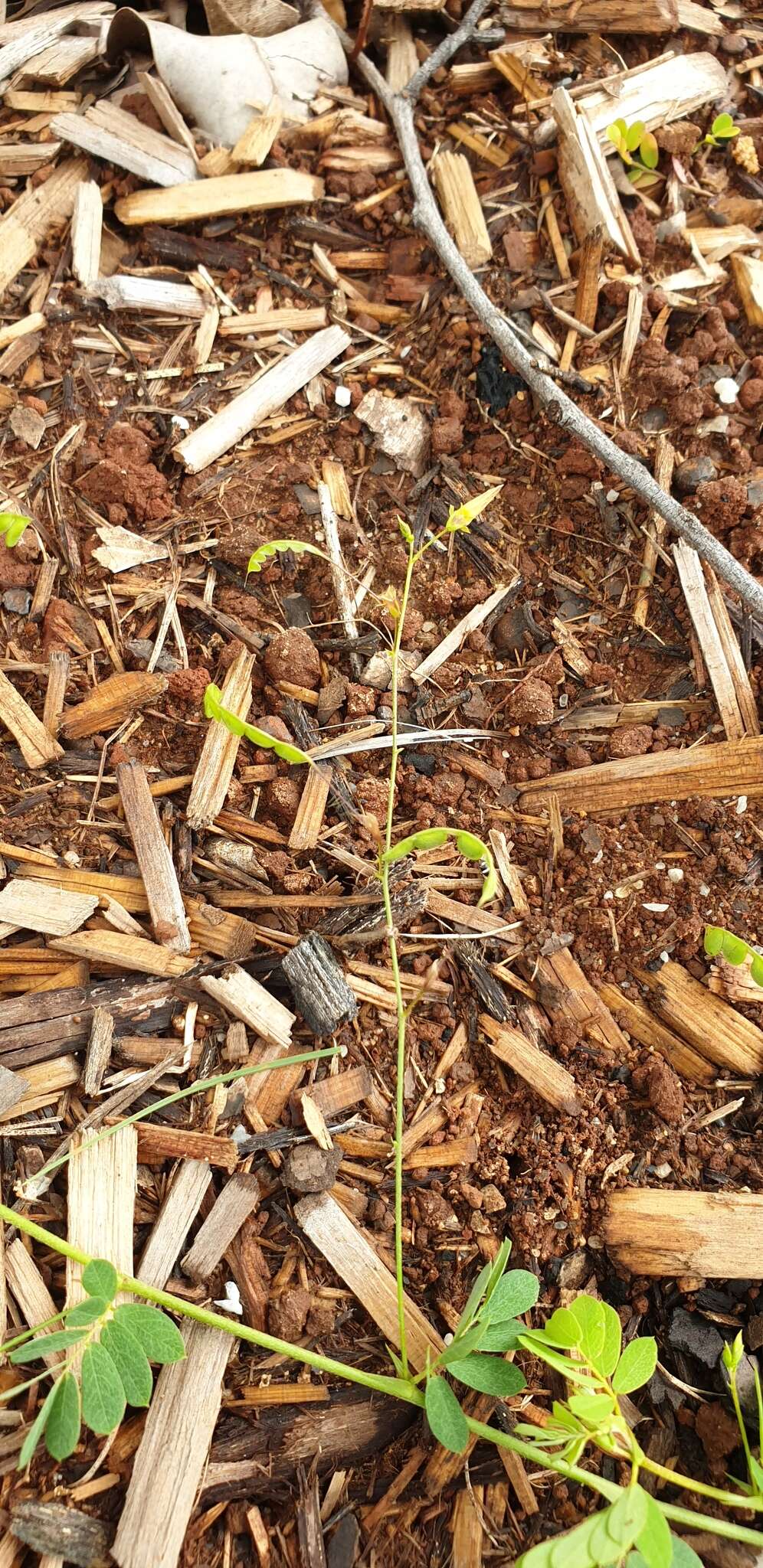 Imagem de Aeschynomene brevifolia Poir.