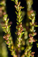 Image of Erica axillaris Thunb.