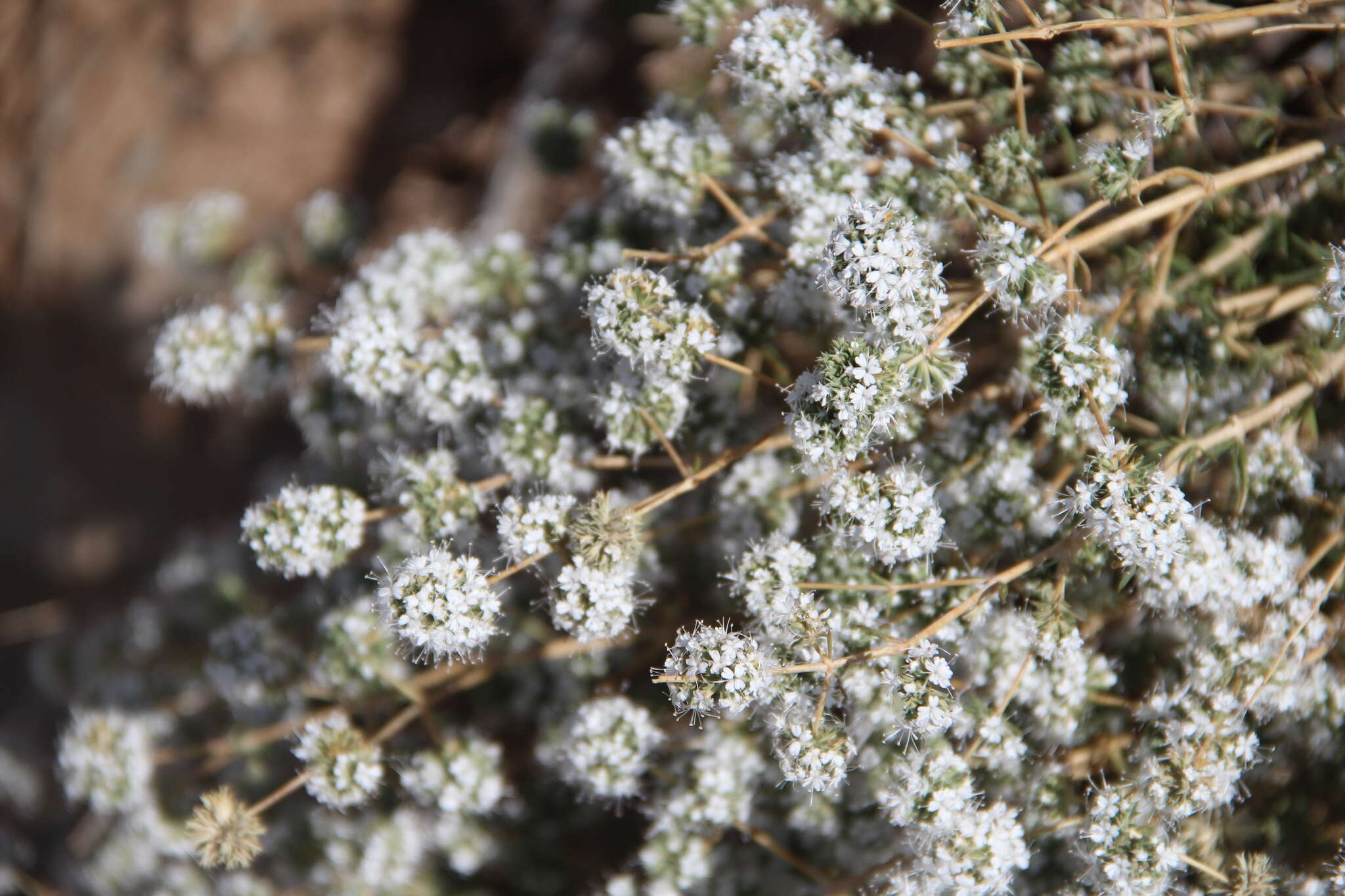 Слика од Acanthophyllum mucronatum C. A. Mey.