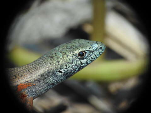 Image of Open-litter Rainbow-skink