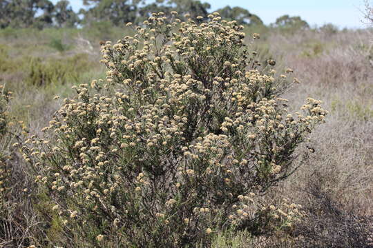Image of Resin Flowerbush