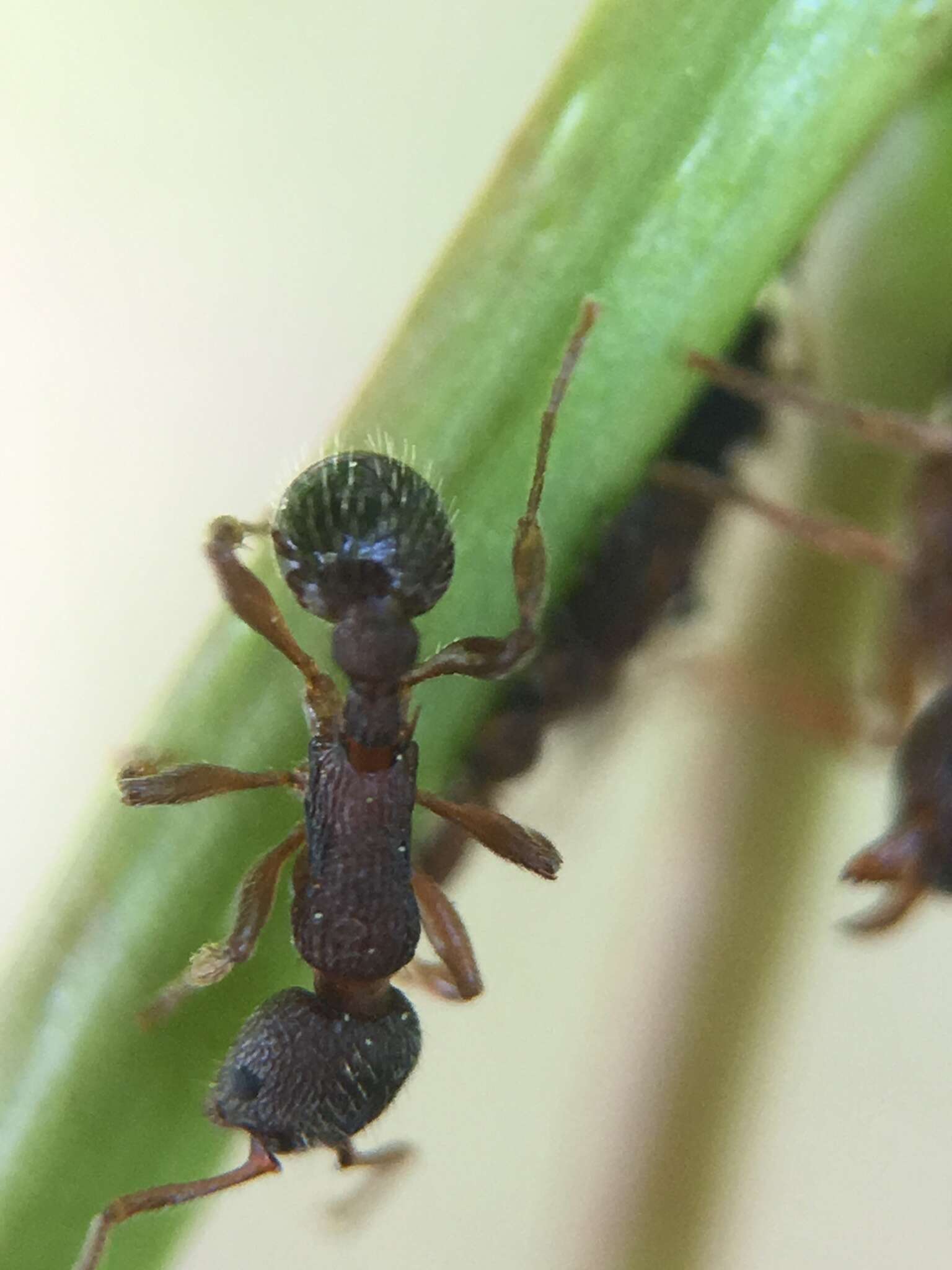 Imagem de Myrmica latifrons Staercke 1927