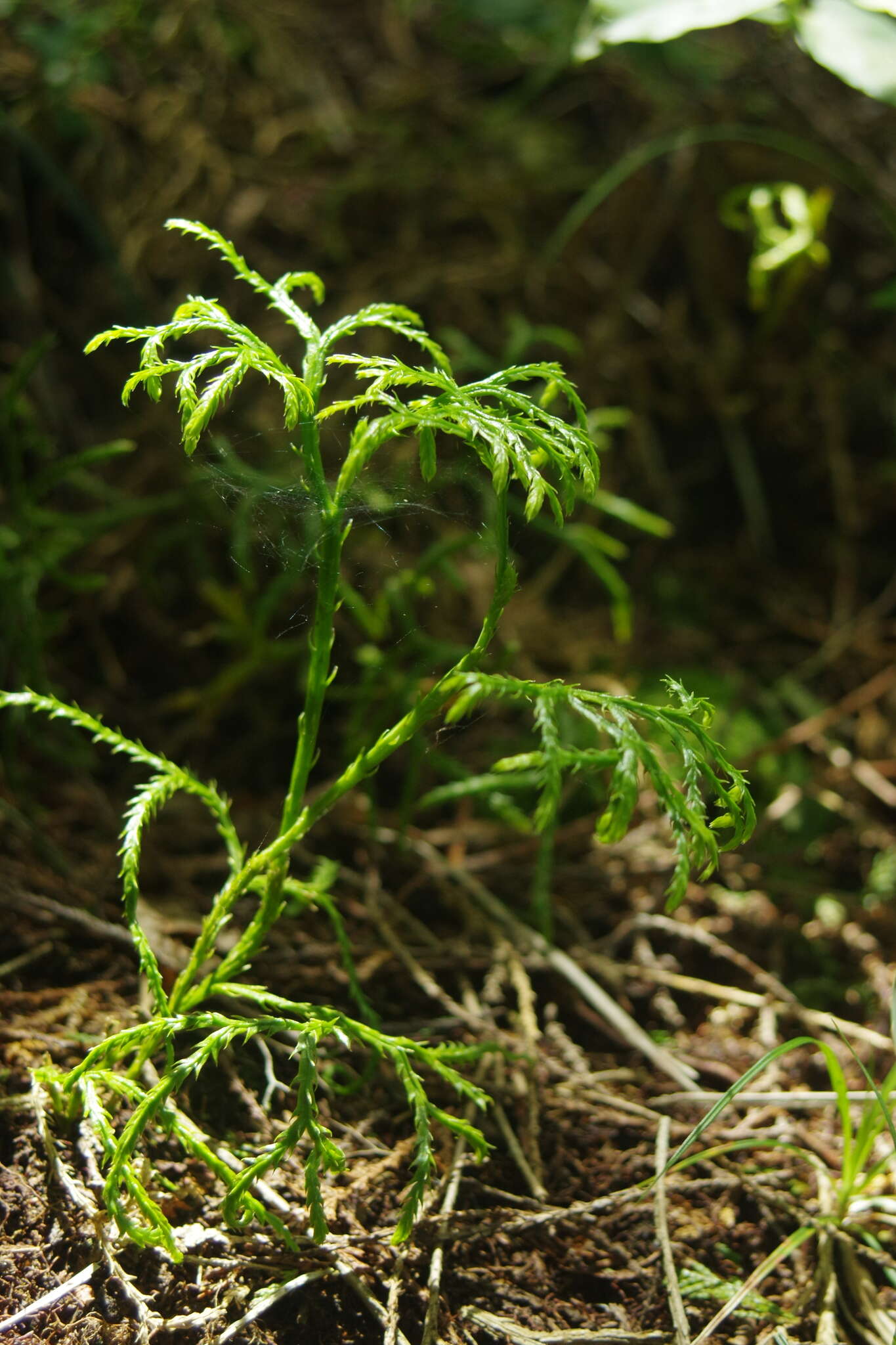 Image of Diphasiastrum multispicatum (J. H. Wilce) Holub