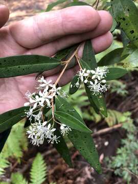 Imagem de Nematolepis squamea subsp. squamea