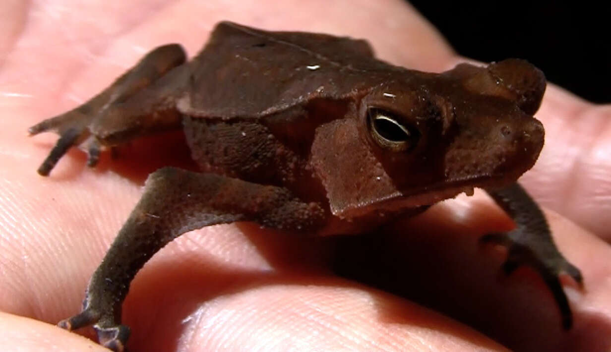 Image of Rhinella margaritifera (Laurenti 1768)