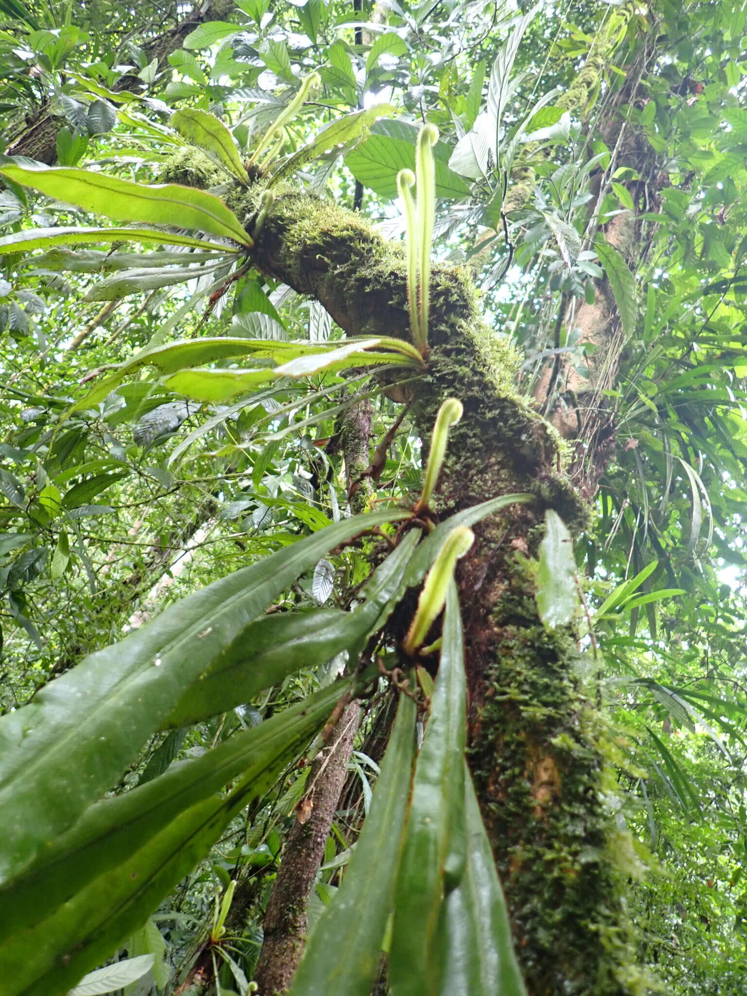 Image of Elaphoglossum raywaense (Jenm.) Alston