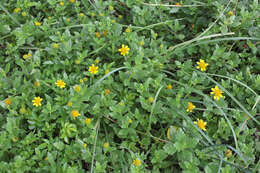 Image de Wollastonia dentata (H. Lév. & Vaniot) Orchard