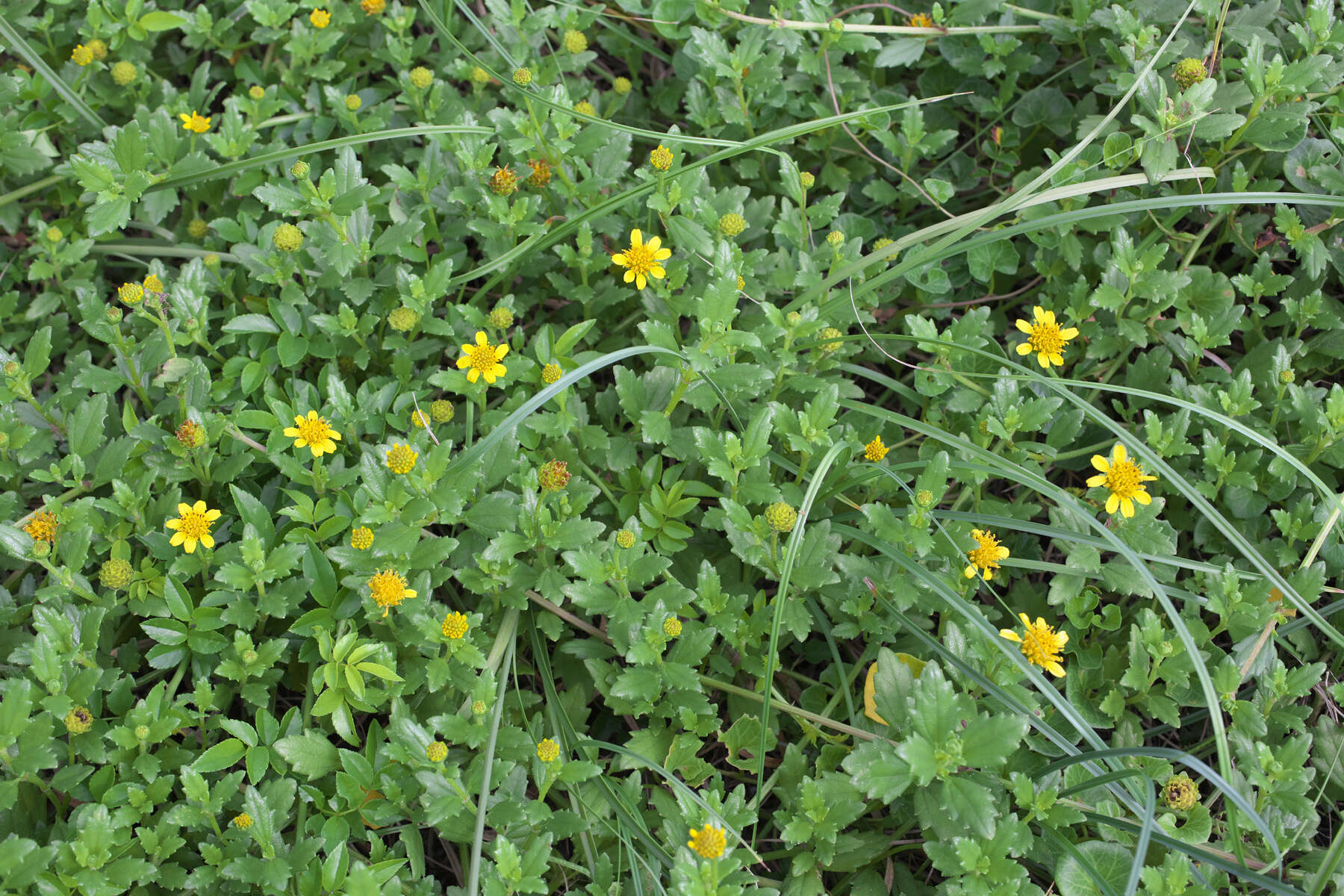 Image de Wollastonia dentata (H. Lév. & Vaniot) Orchard