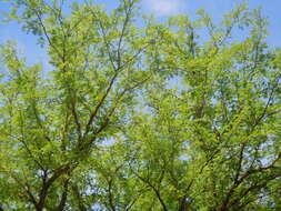 Image of Vachellia albicorticata (Burkart) Seigler & Ebinger