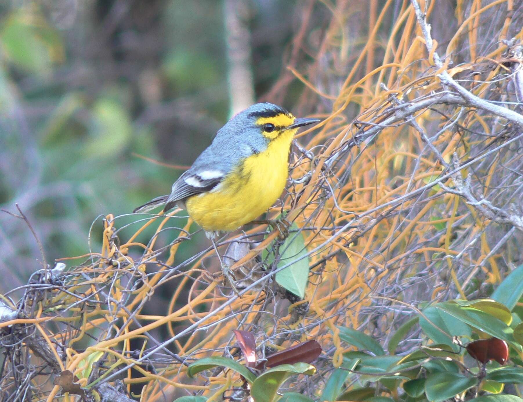 Image of St. Lucia Warbler