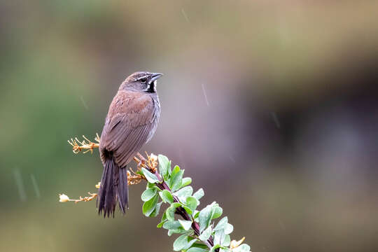 Image of Five-striped Sparrow