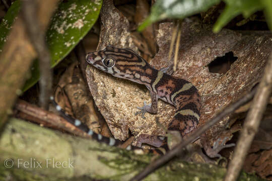 Image of Yucatan Banded Gecko