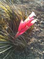 Image of narrowleaf airplant