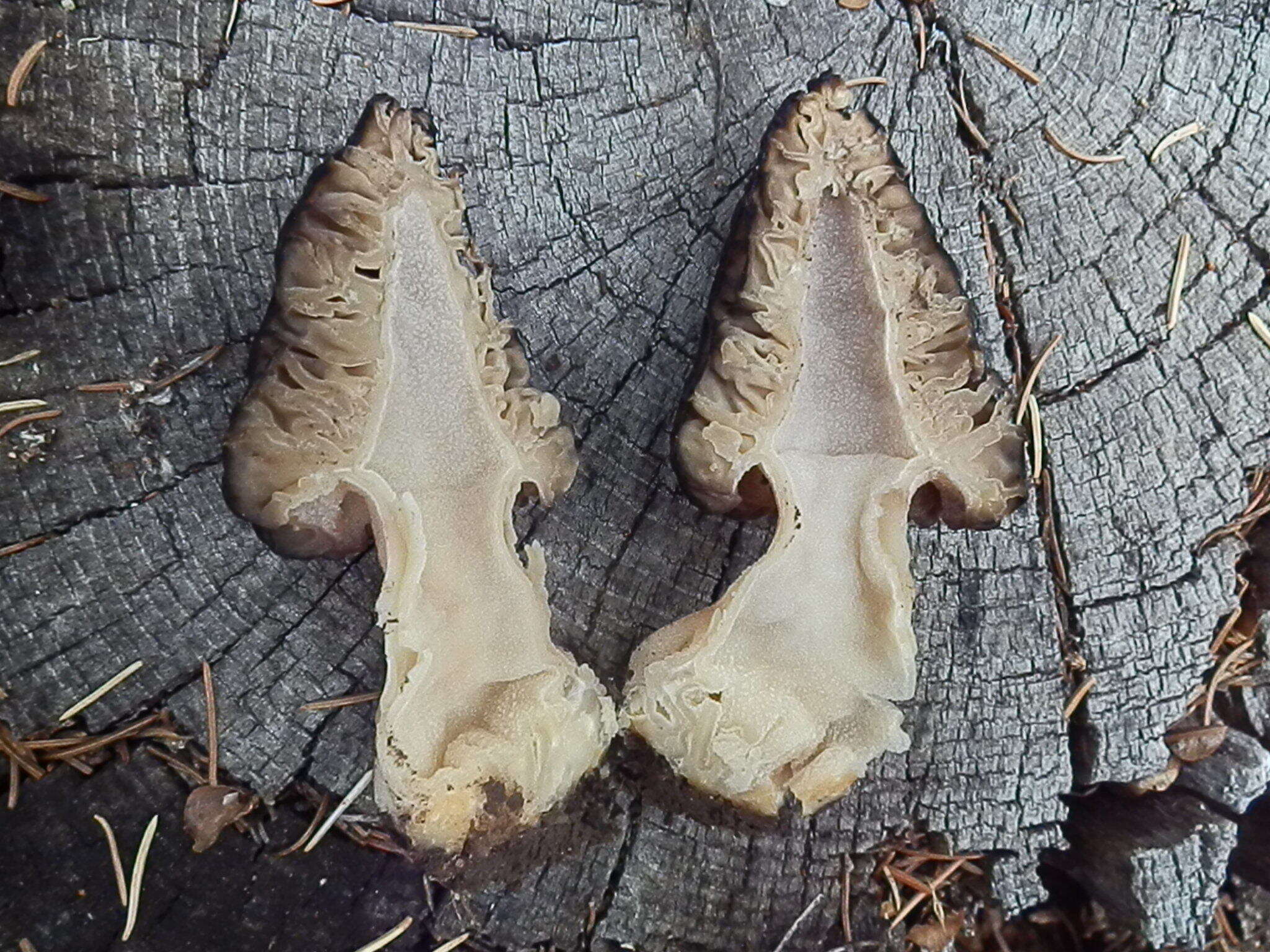 Image of Morchella kaibabensis