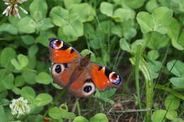 Image of Aglais io geisha (Stichel 1908)