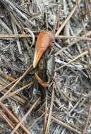 Image of Gulf marsh fiddler