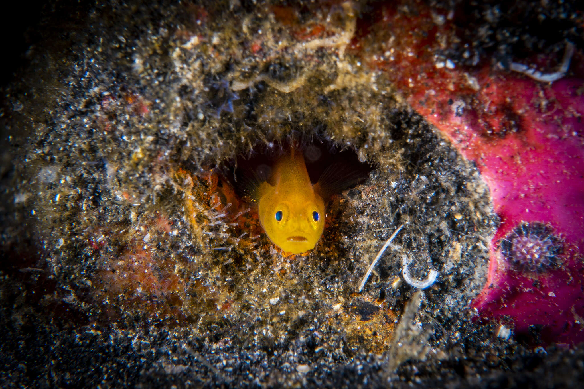 صورة Lubricogobius