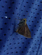 Image of Dun Sedge Skipper