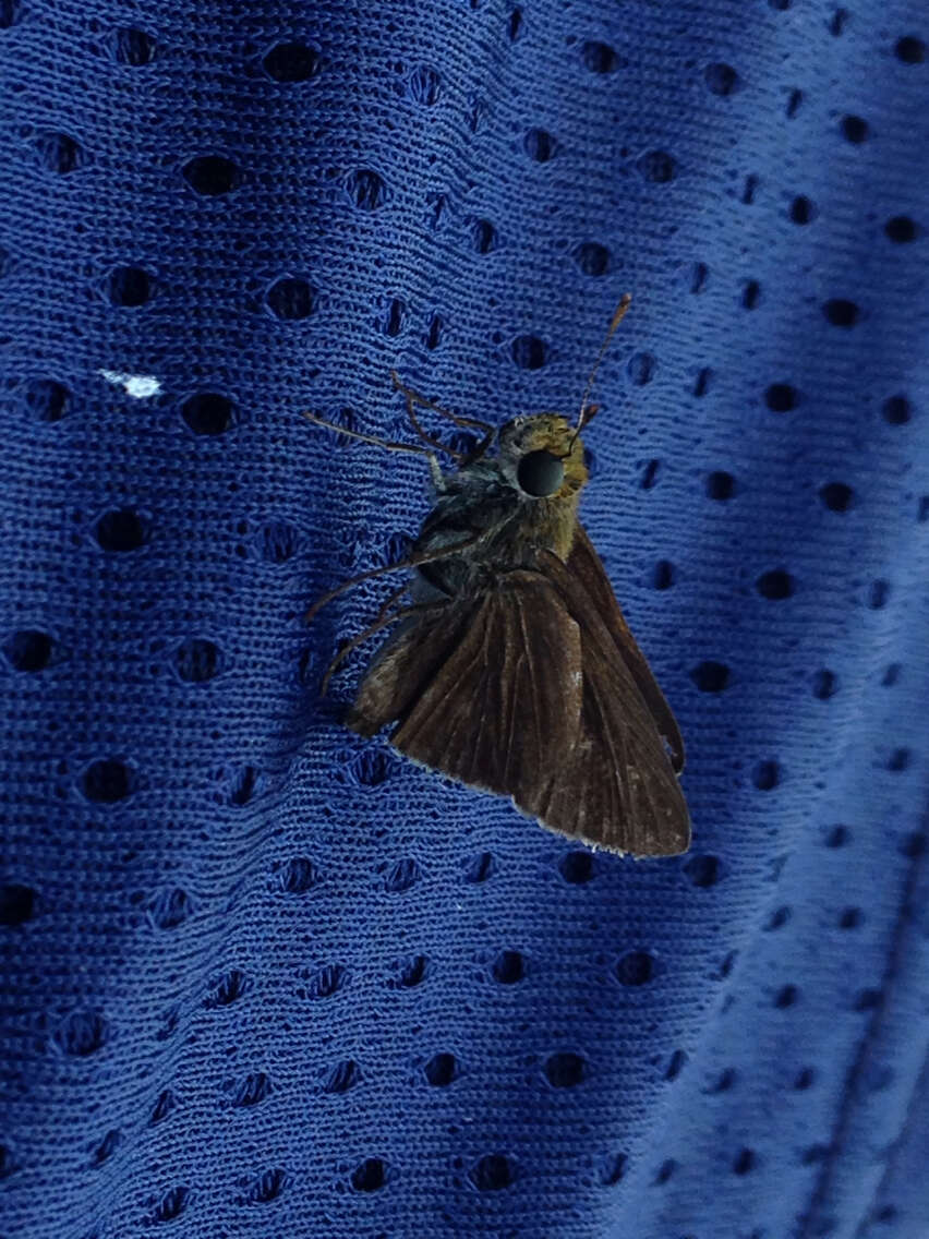 Image of Dun Sedge Skipper