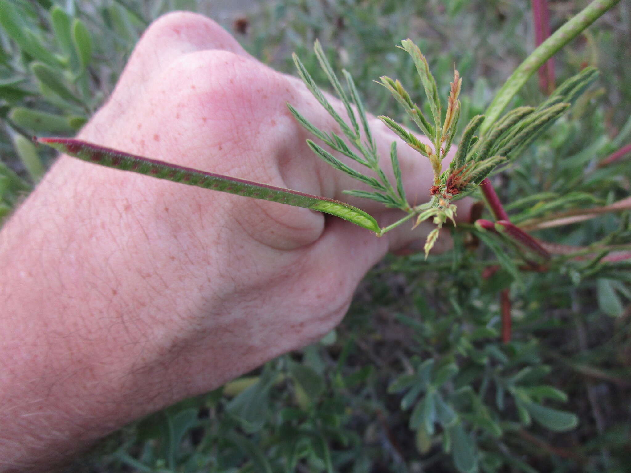 Imagem de Desmanthus virgatus (L.) Willd.