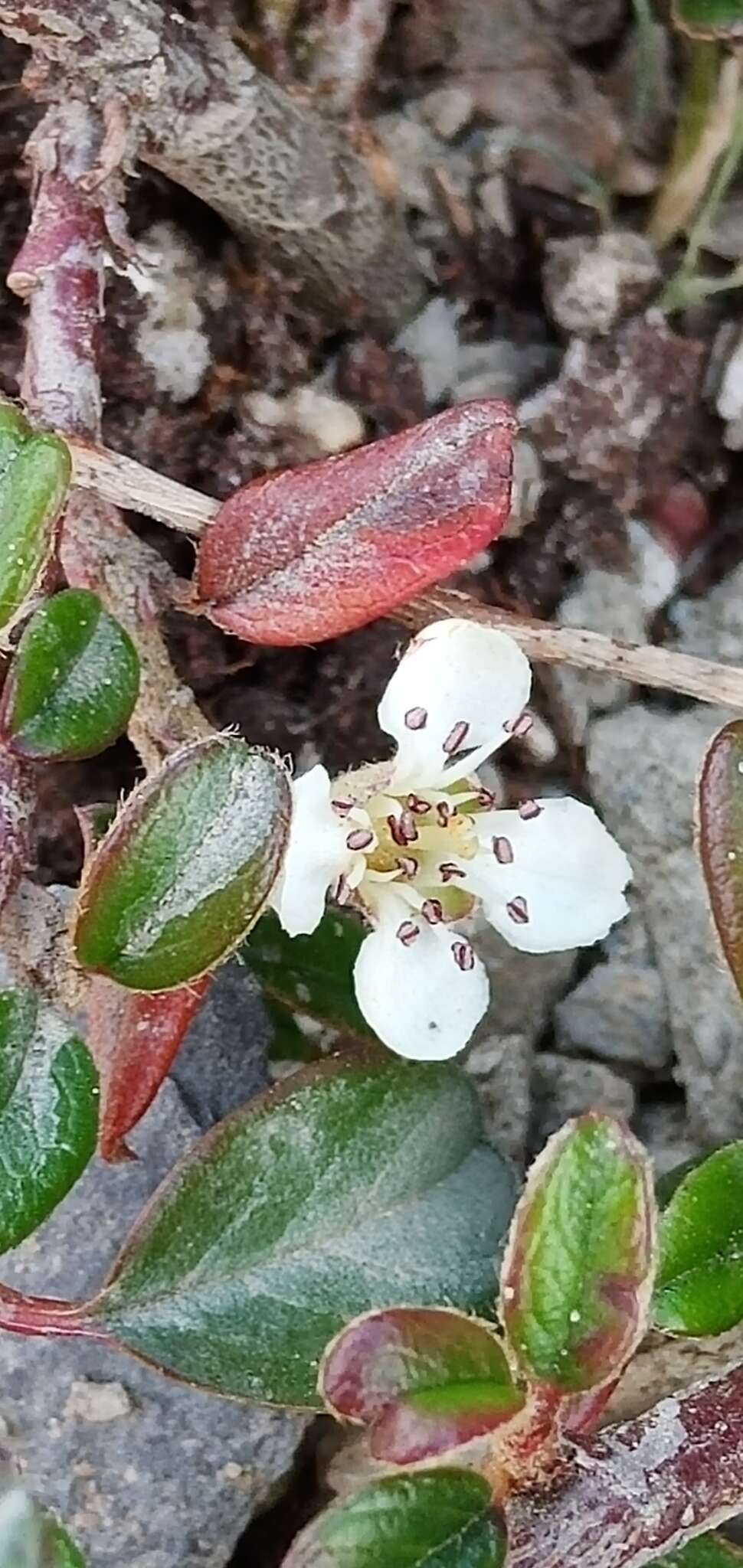 Image of Cotoneaster morrisonensis Hayata