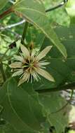 Image of Passiflora cisnana Harms