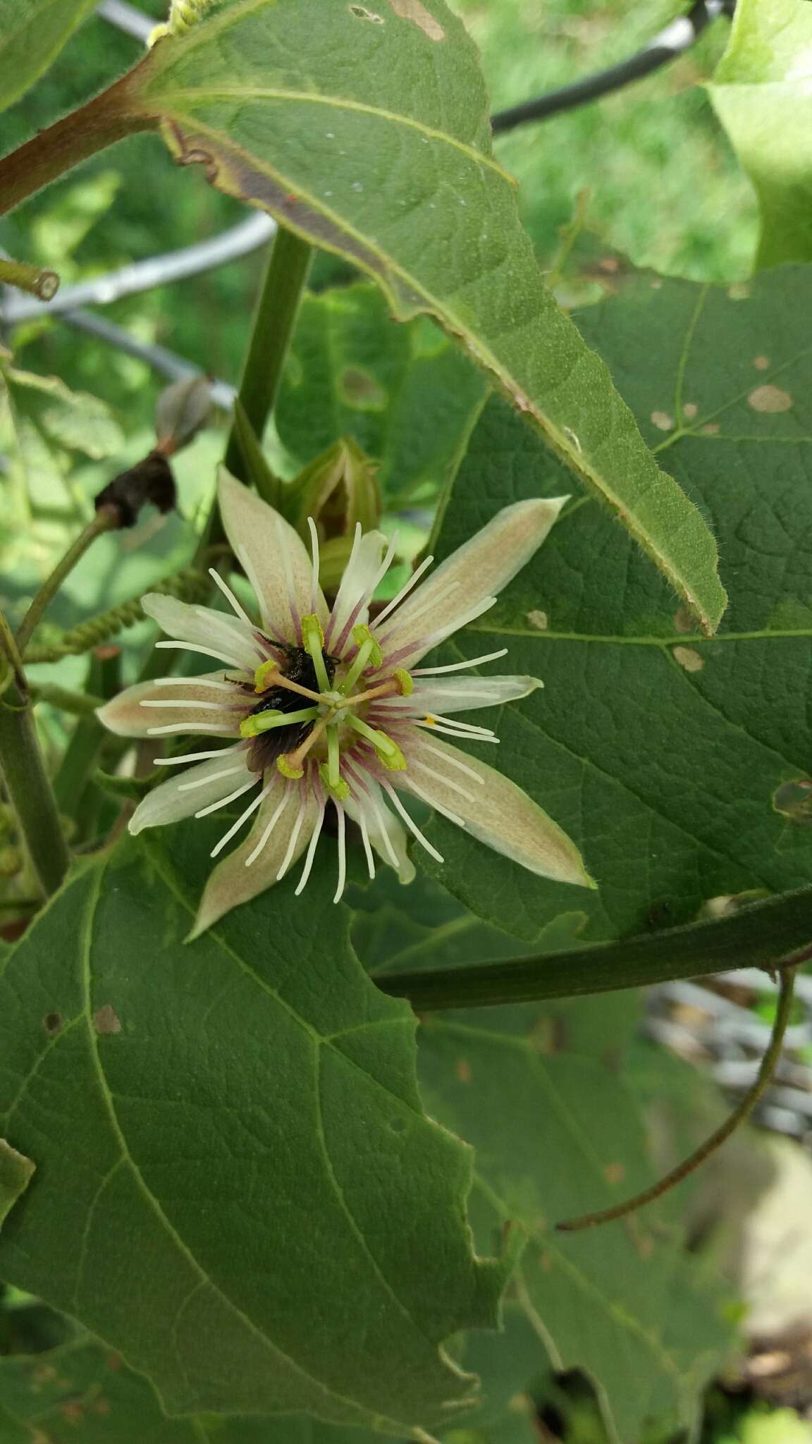 Image de Passiflora cisnana Harms