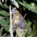 Acraea pentapolis epidica Oberthür 1893 resmi