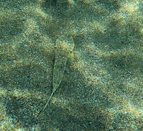 Image of Sailfin Dragonet