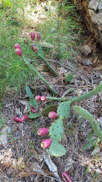 Image of Opuntia xanthoglochia Griffiths