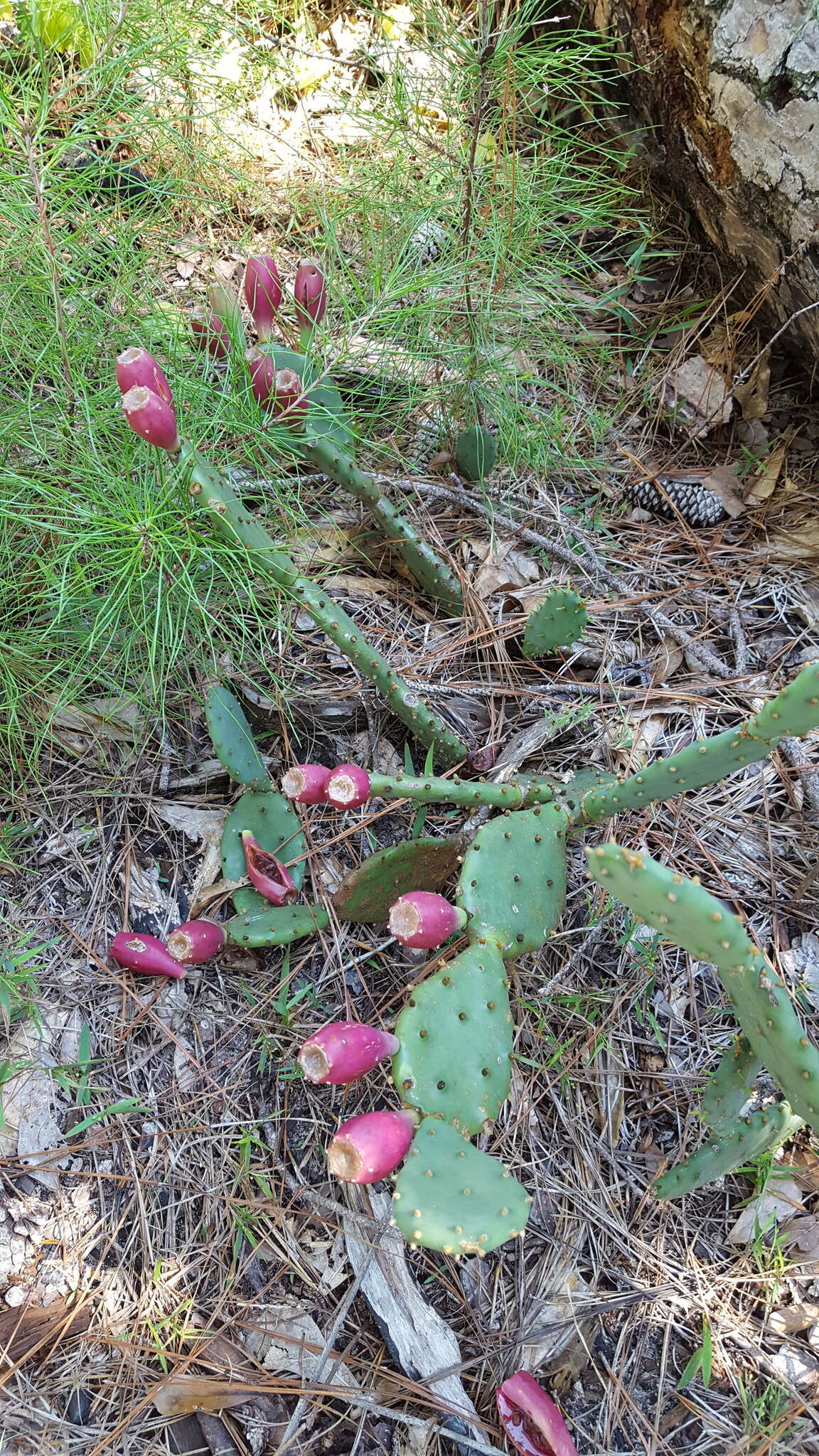 Opuntia xanthoglochia Griffiths的圖片