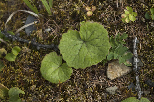 Image of Petasites rubellus (J. F. Gmel.) Toman