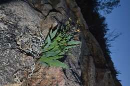 Image of Freesia viridis (Aiton) Goldblatt & J. C. Manning