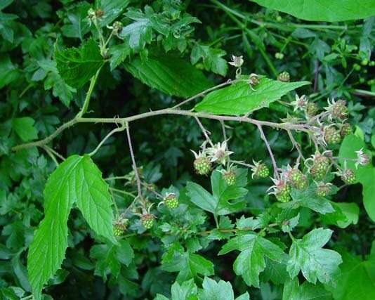 Image of Rubus rudis Weihe & Nees