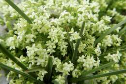 Imagem de Galium megalospermum All.