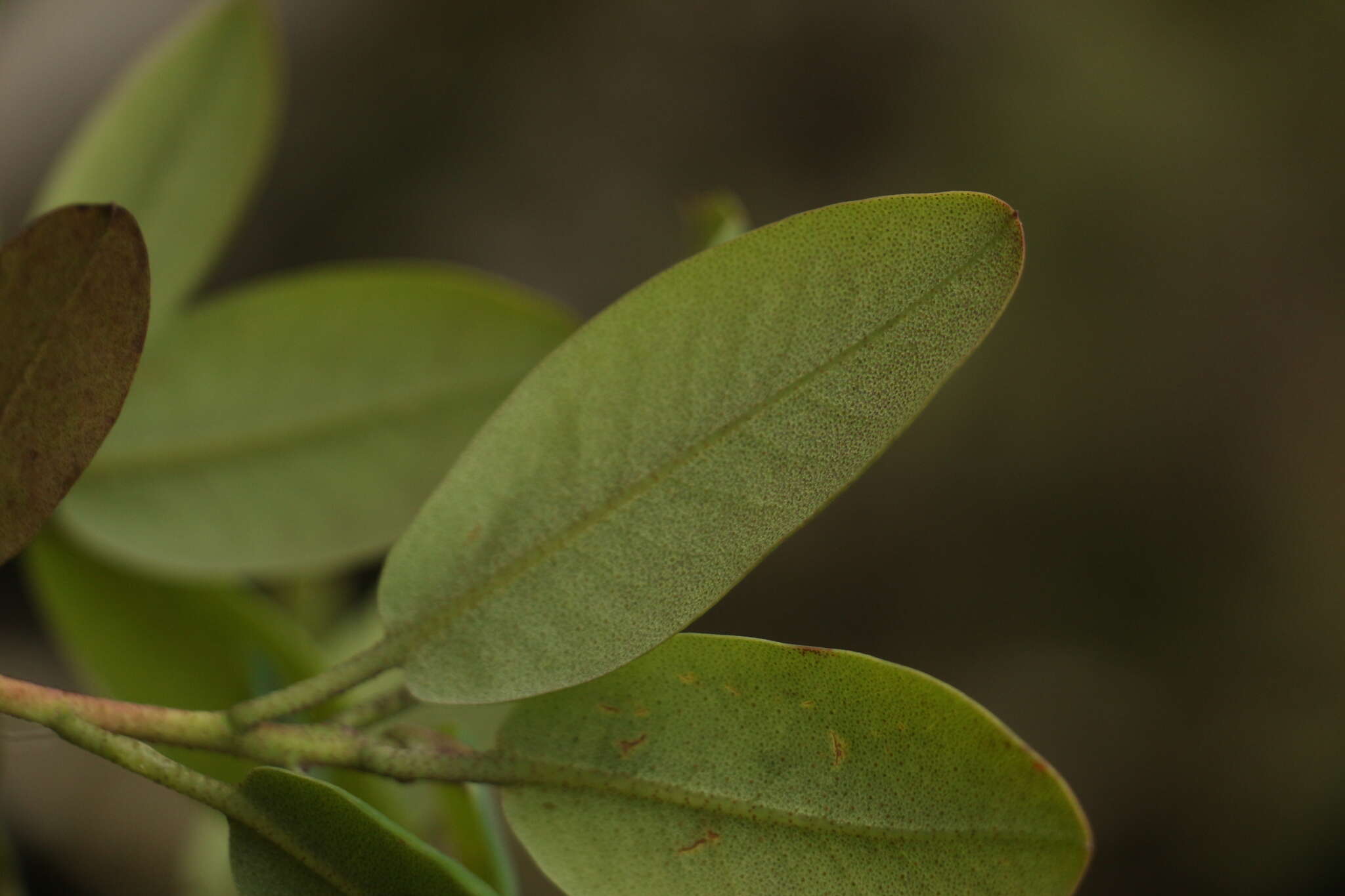 Imagem de Rhododendron cinnabarinum Hook. fil.