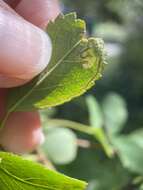 Sivun Stigmella centifoliella (Zeller 1848) Beirne 1945 kuva