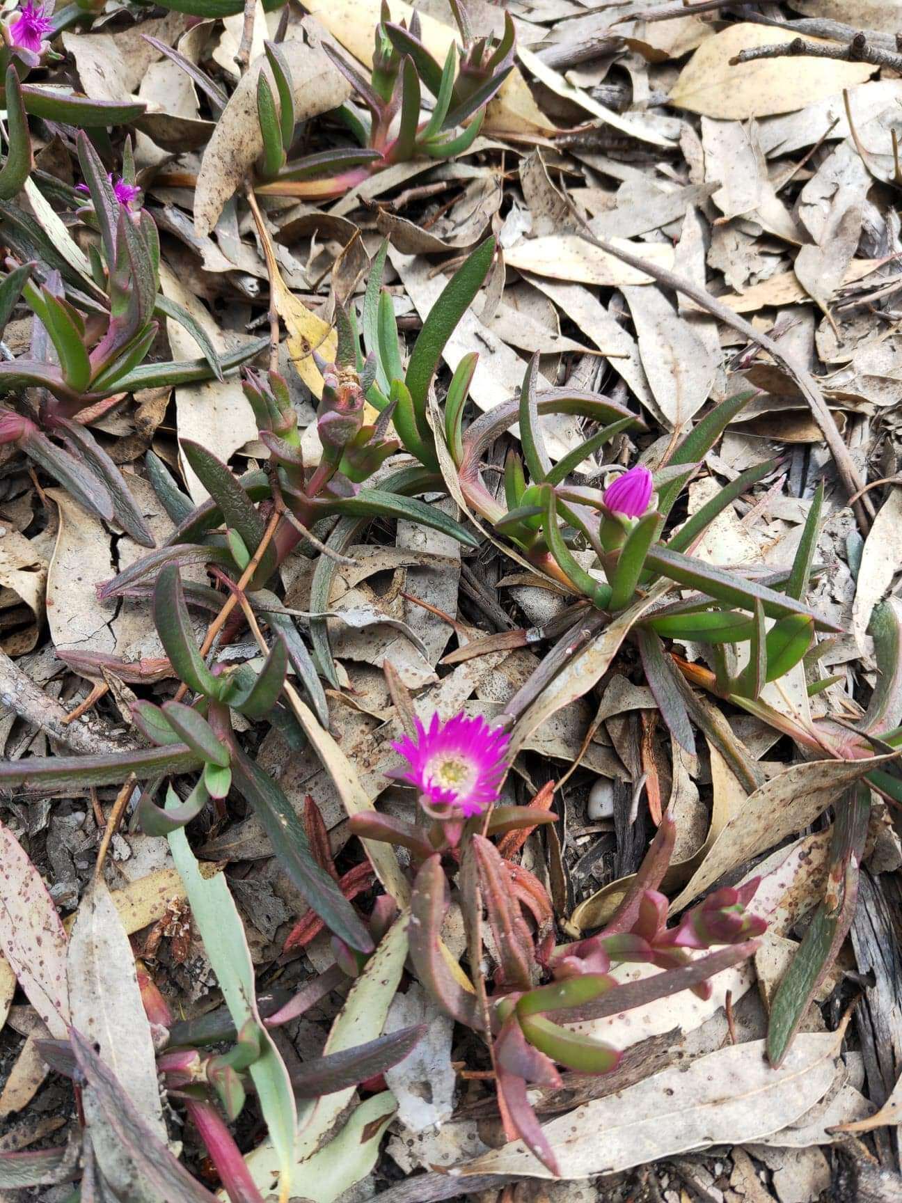 Image of Carpobrotus modestus S. T. Blake