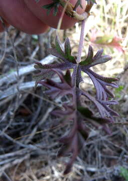 Image of Pelargonium caucalifolium Jacq.