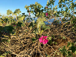 Imagem de <i>Malva <i>assurgentiflora</i></i> subsp. assurgentiflora