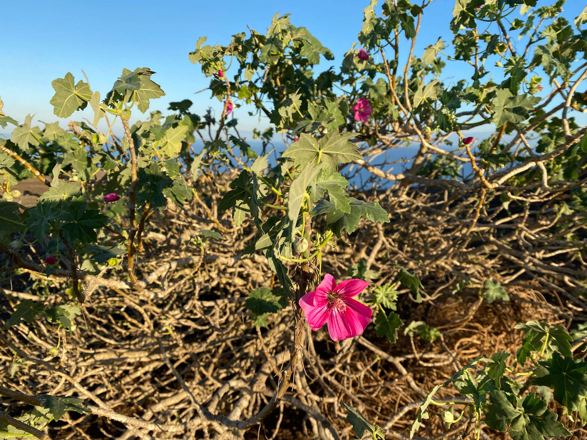 Imagem de <i>Malva <i>assurgentiflora</i></i> subsp. assurgentiflora