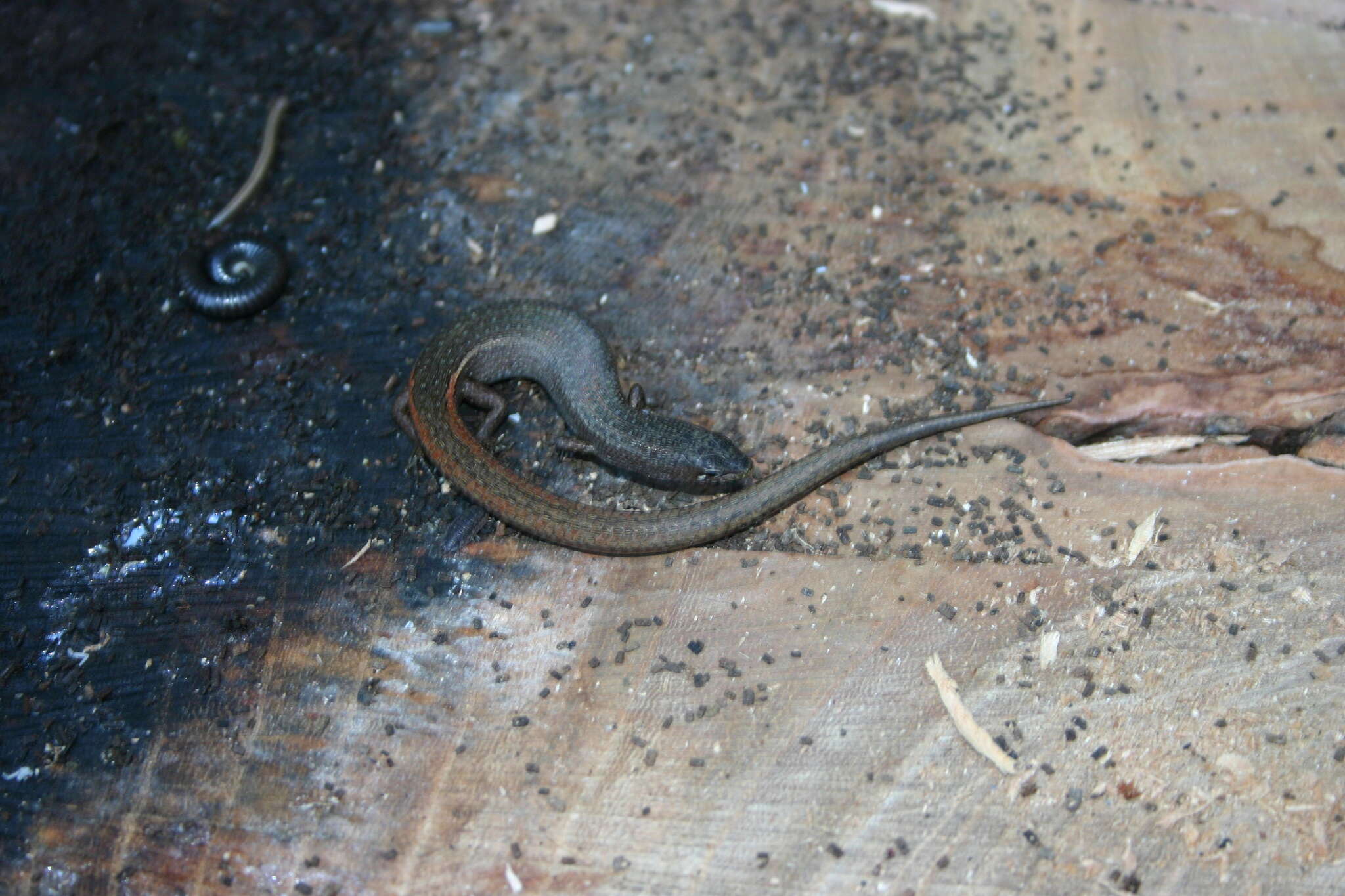 Image of Southern Weasel Skink