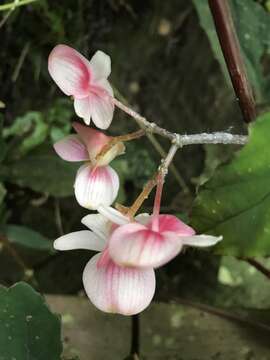 Image of Begonia lukuana Y. C. Liu & C. H. Ou